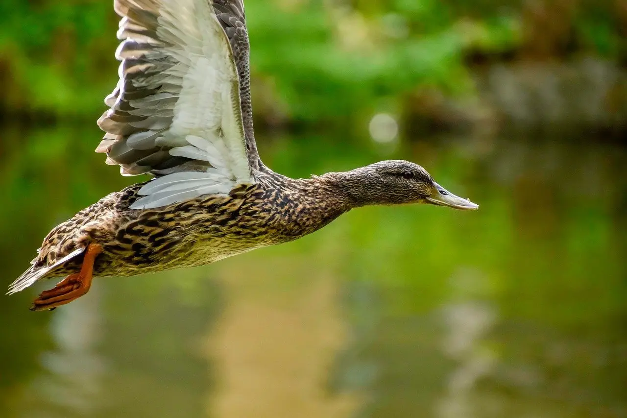 Fuglen Svar til dit krydsord