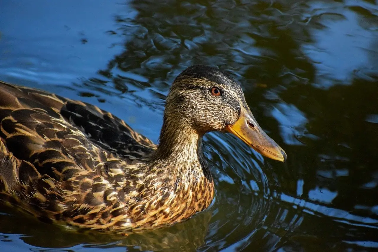 Hjælp for Trolddom Krydsord
